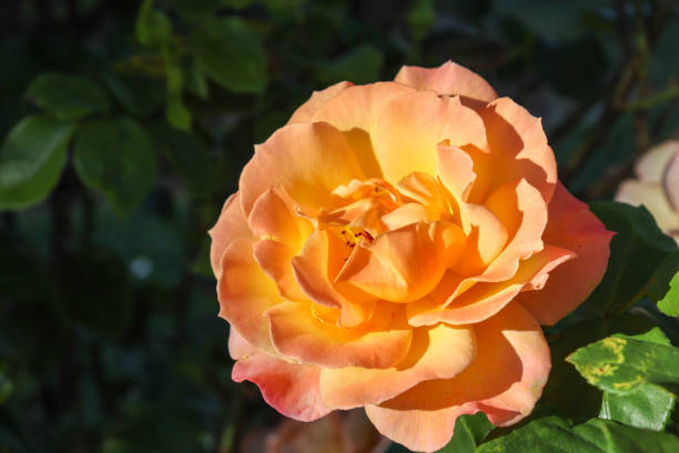 istock orange rose in morning light 1362161128