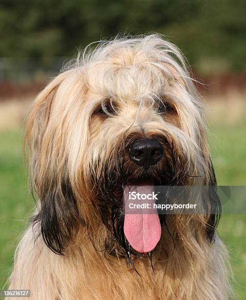 Foto de Briard e mais fotos de stock de Amarelo-castanho - Amarelo-castanho, Assistindo, Boca Animal