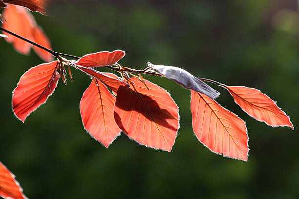 haya roja - beech leaf leaf green close up fotografías e imágenes de stock
