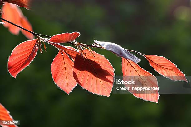 Photo libre de droit de Hêtre À Feuilles Pourpres banque d'images et plus d'images libres de droit de Hêtre à feuilles pourpres - Hêtre à feuilles pourpres, Brindille, Contraste