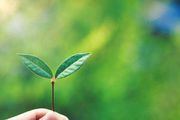 istock Sprout close-up and green background 1362165424