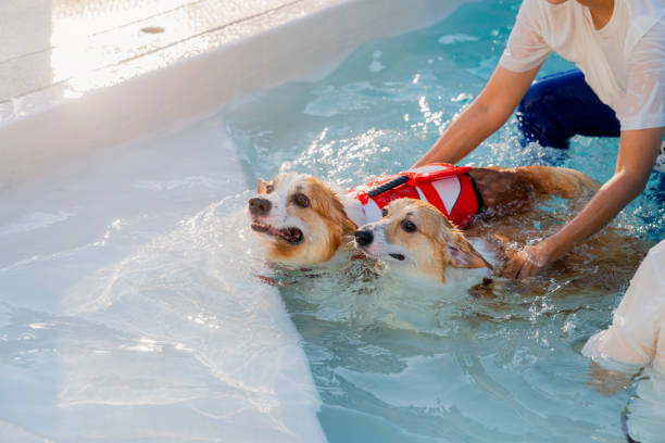 corgi gallesi che nuotano in piscina, vista ad alto angolo del cane che nuota in piscina - underwater dog adult happiness foto e immagini stock