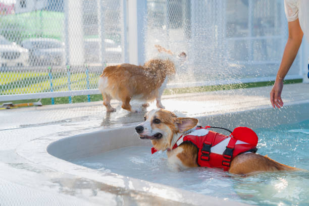 corgi gallesi che nuotano in piscina, vista ad alto angolo del cane che nuota in piscina - underwater dog adult happiness foto e immagini stock