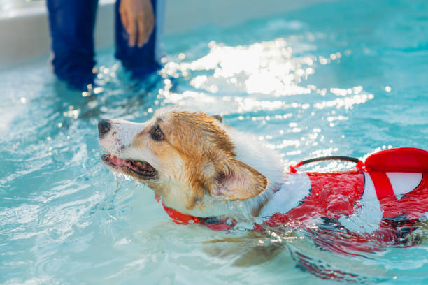 corgi galês nadando na piscina, vista de alto ângulo da natação de cachorro na piscina - underwater dog adult happiness - fotografias e filmes do acervo