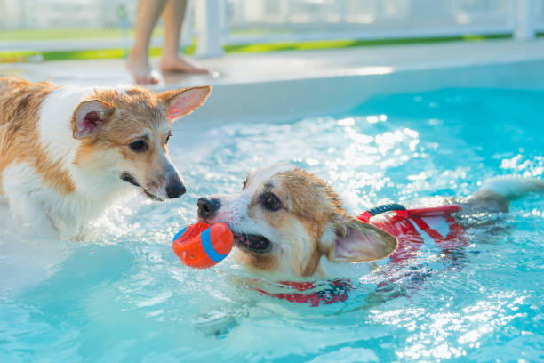 corgi galês nadando na piscina, vista de alto ângulo da natação de cachorro na piscina - underwater dog adult happiness - fotografias e filmes do acervo