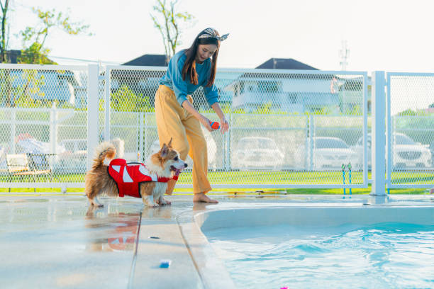 corgi gallese che nuota in piscina, vista ad alto angolo del cane che nuota in piscina, donna asiatica che allena il cane carino per nuotare nel cortile con felicità e allegria - underwater dog adult happiness foto e immagini stock