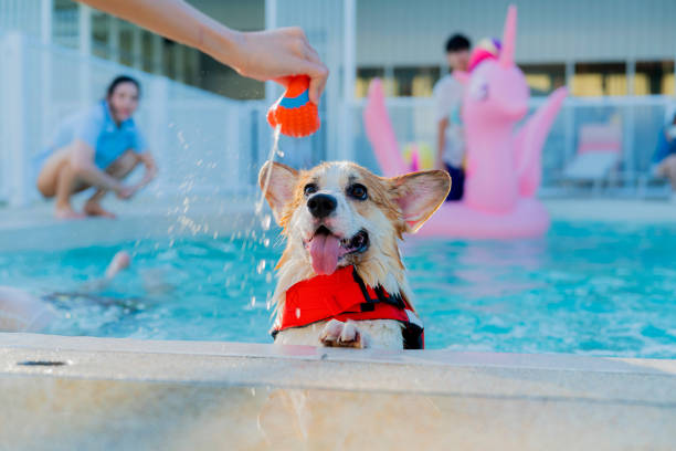 вельш корги плавание в бассейне, высокий угол обзора собаки плавание в бассейне - water toy стоковые фото и изображения