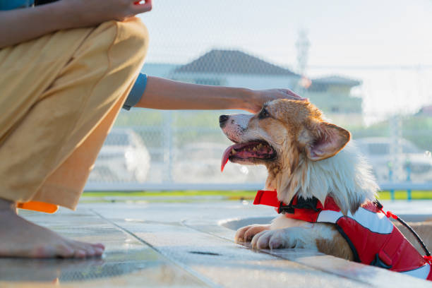 corgi gallesi che nuotano in piscina, vista ad alto angolo del cane che nuota in piscina, cane carino di addestramento della donna asiatica per nuotare nel cortile con felicità e allegria - underwater dog adult happiness foto e immagini stock