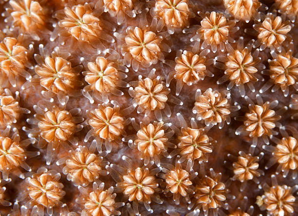 istock Coral detail 136216631