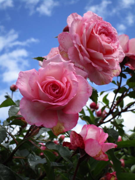 istock Bright Pink Roses Blooming and Blue Sky in June 2020 1362167219