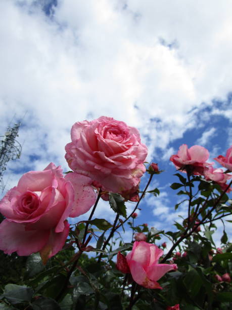 istock Bright Pink Roses Against Clouds and Blue Sky 2020 1362167794