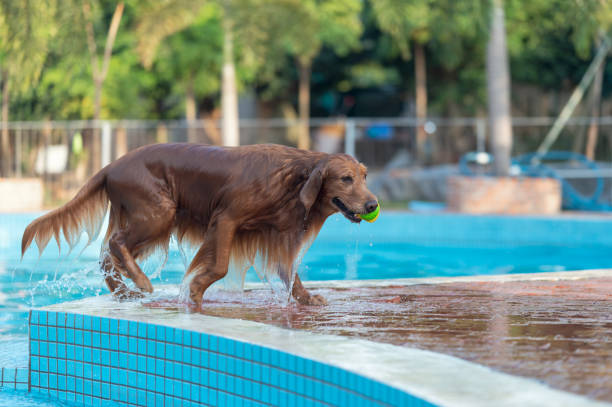 istock Golden Retriever playing by the pool 1362171272