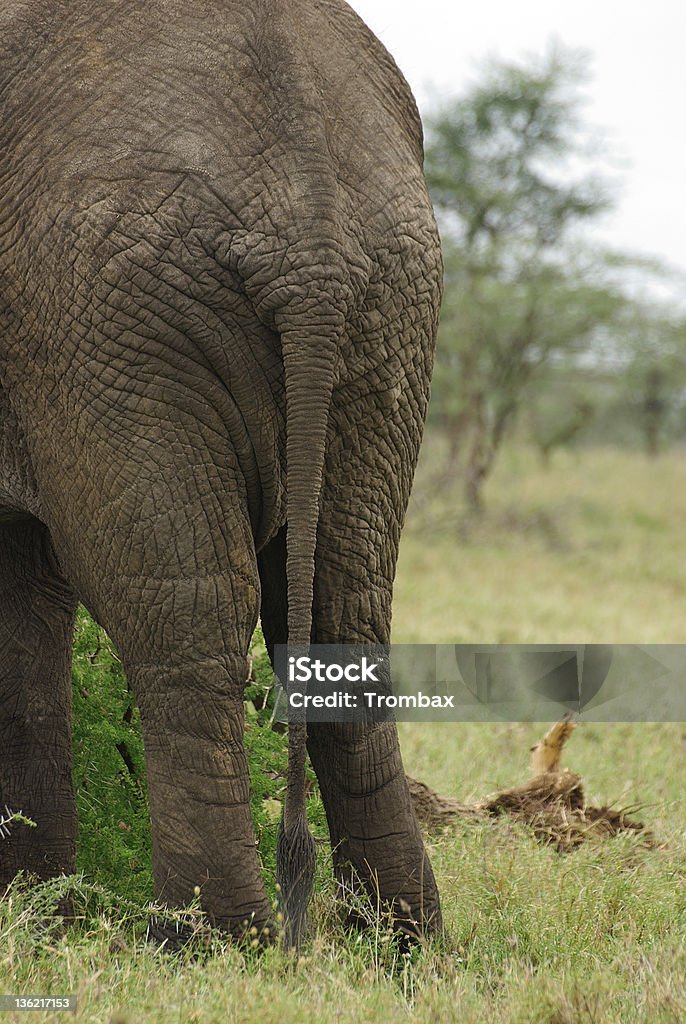 Elephant bottom close-up Picture of an elephant bottom Africa Stock Photo