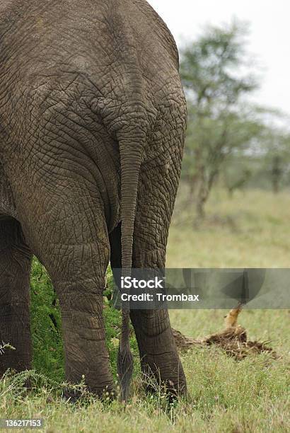 Elephant Bottom Closeup Stock Photo - Download Image Now - Africa, African Elephant, Animal