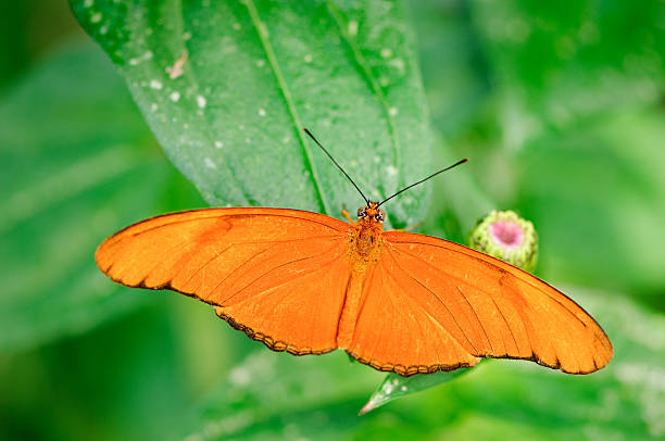 istock Orange Julia butterfly on a leaf 136217374