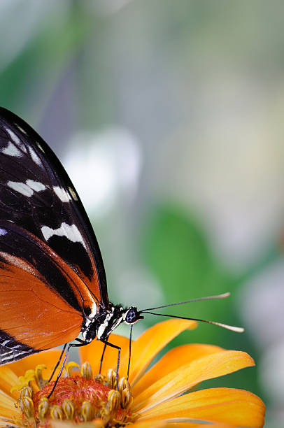 istock Heliconius butterfly on an orange zinnia 136217380