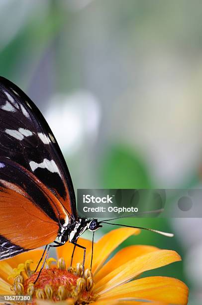 Foto de Borboleta Heliconius Em Laranja Zínia e mais fotos de stock de Alimentar - Alimentar, Animal, Asa animal