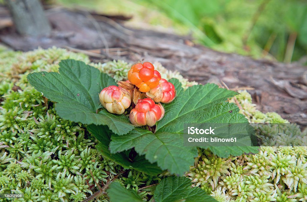 Cloudberry closeup in summer. Fresh wild fruit Berry Fruit Stock Photo