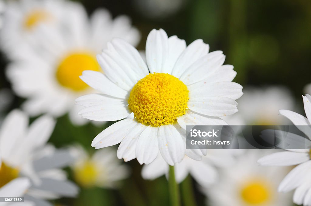 Fleurs sauvages de camomille-Echte Kamille (Matricaria chamomilla - Photo de Blanc libre de droits