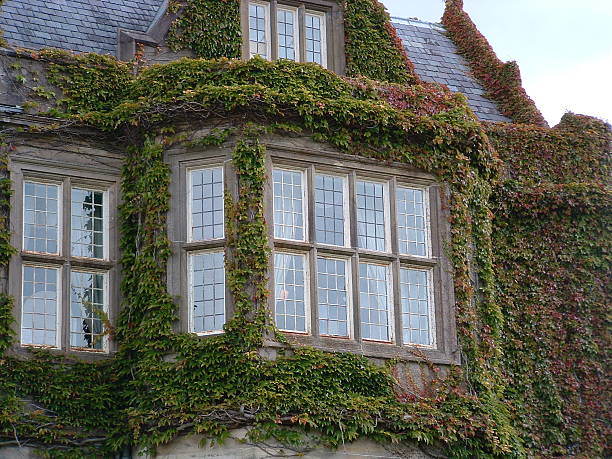 istock Ivy Covered Period House 136217619