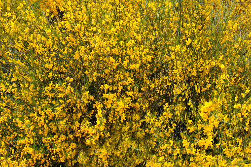 Field of Ambrosia or ragweed. Allergic plants in nature. Yellow wild flowering plant on ragweed bushes. Seasonal allergy