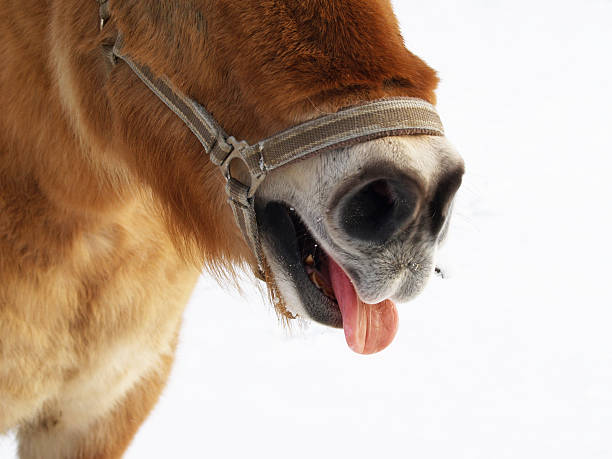 cavalo é mostrando sua língua - hellbraun imagens e fotografias de stock