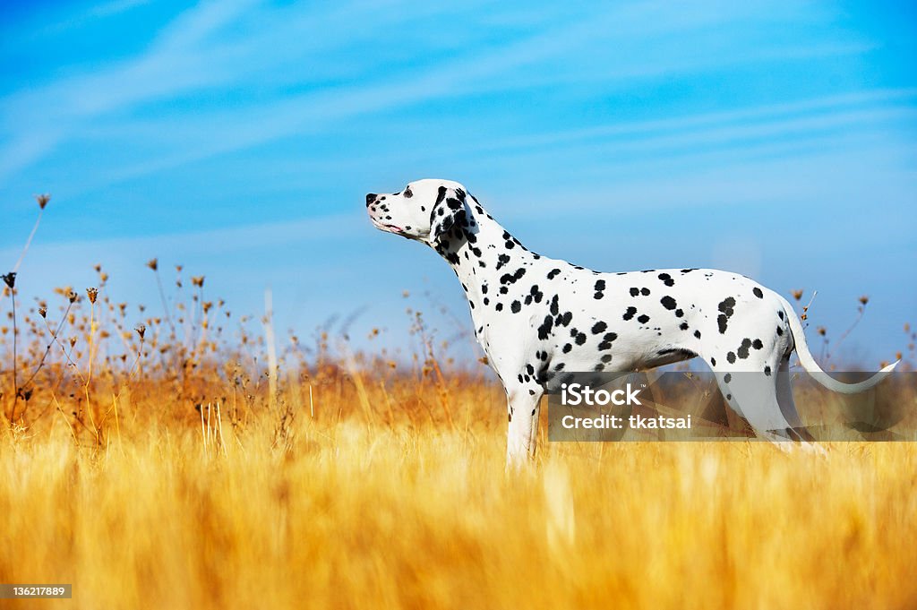 Beautiful Dalmatian dog Beautiful Dalmatian dog in a field Dalmatian Dog Stock Photo