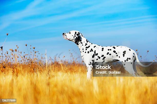 Beautiful Dalmatian Dog Stock Photo - Download Image Now - Dalmatian Dog, Portrait, Agricultural Field