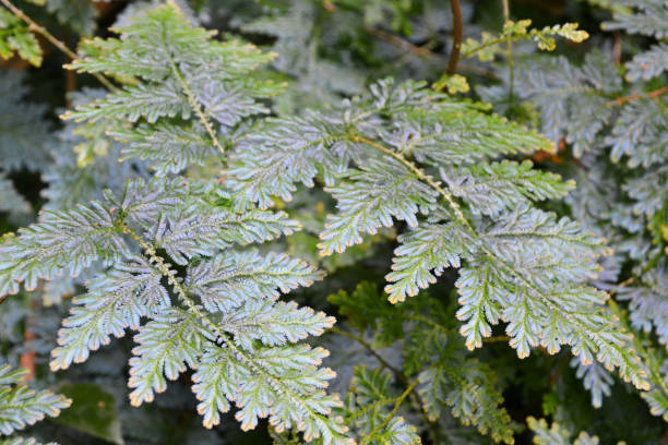 istock plant, leaf, leaves, texture, background, close-up 1362179045