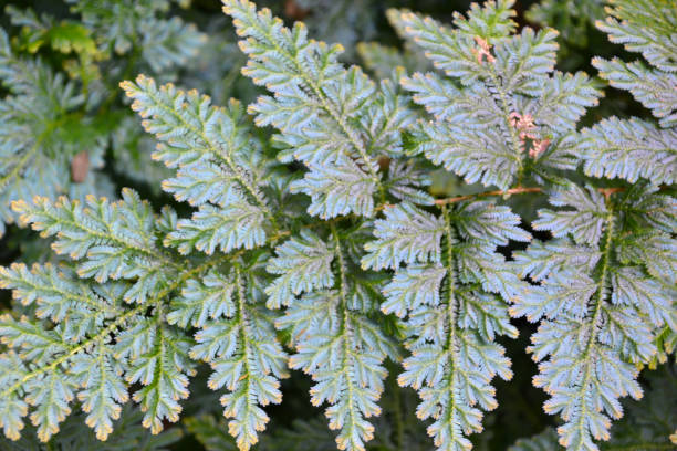 istock plant, leaf, leaves, texture, background, close-up 1362179059