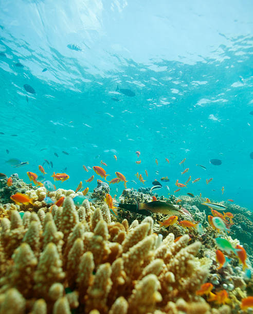 istock small fishes and coral reef 136217927