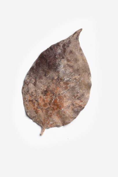 istock Texture of yellow autumn leaf isolated on a white background 1362180497