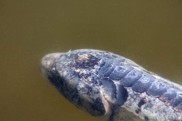 istock Fish swimming in a lake in park 1362180640