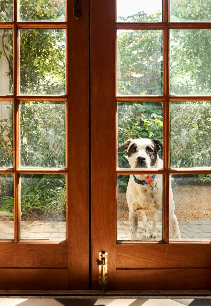 Pet dog waiting to come into house Pet dog is outside looking in through a glass front door waiting to come into the house looking out front door stock pictures, royalty-free photos & images