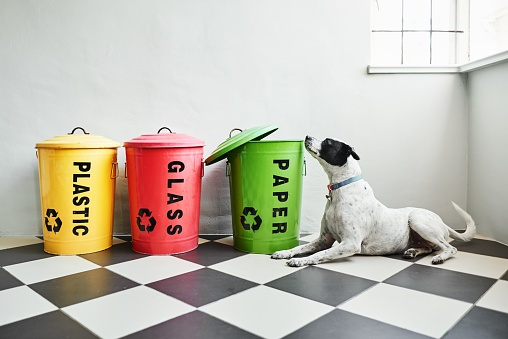 Dog sitting next to metal bins color coded and labeled with plastic, glass and paper for recycling sitting on a black and white kitchen floor