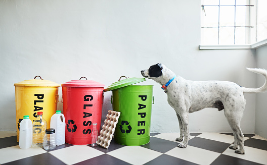 Dog standing next to metal bins color coded and labeled with plastic, glass and paper for recycling sitting on a black and white kitchen floor