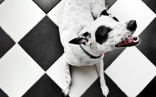 High angle view of a cute black and white dog barking while sitting on a matching tile floor in a kitchen
