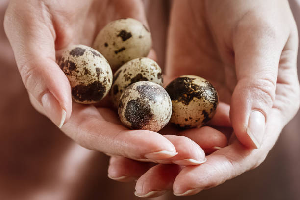 istock Spotted quail eggs on woman palms 1362183056