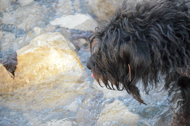 black terrier dog drinking water and walking over the stones on a fresh mountain creek