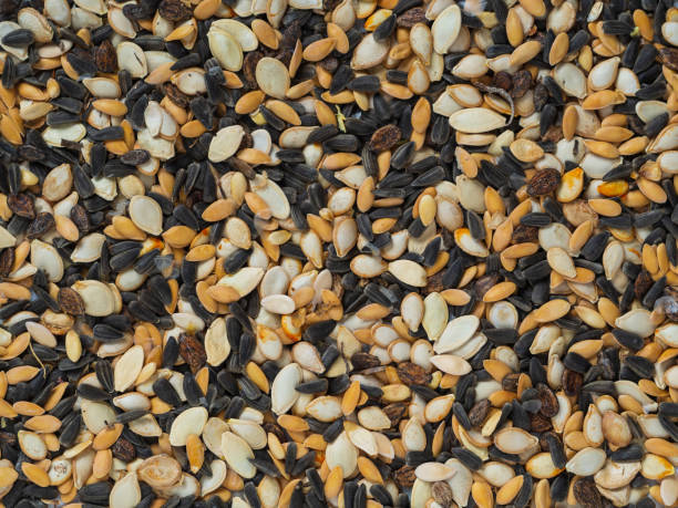 Various pumpkin seeds (pumpkin, squash), melons (melon, watermelon) and sunflower as a background. Close-up of multicolored seeds. Grain mixture for feeding birds Various pumpkin seeds (pumpkin, squash), melons (melon, watermelon) and sunflower as a background. Close-up of multicolored seeds. Grain mixture for feeding birds. bird seed stock pictures, royalty-free photos & images