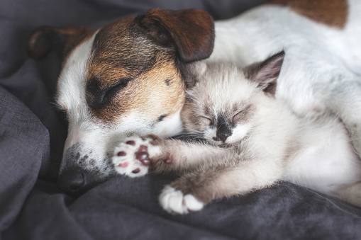 Little gray kitten with jack russell. Friends pets sleep in an embrace together. Dog and cat at home on a blanket