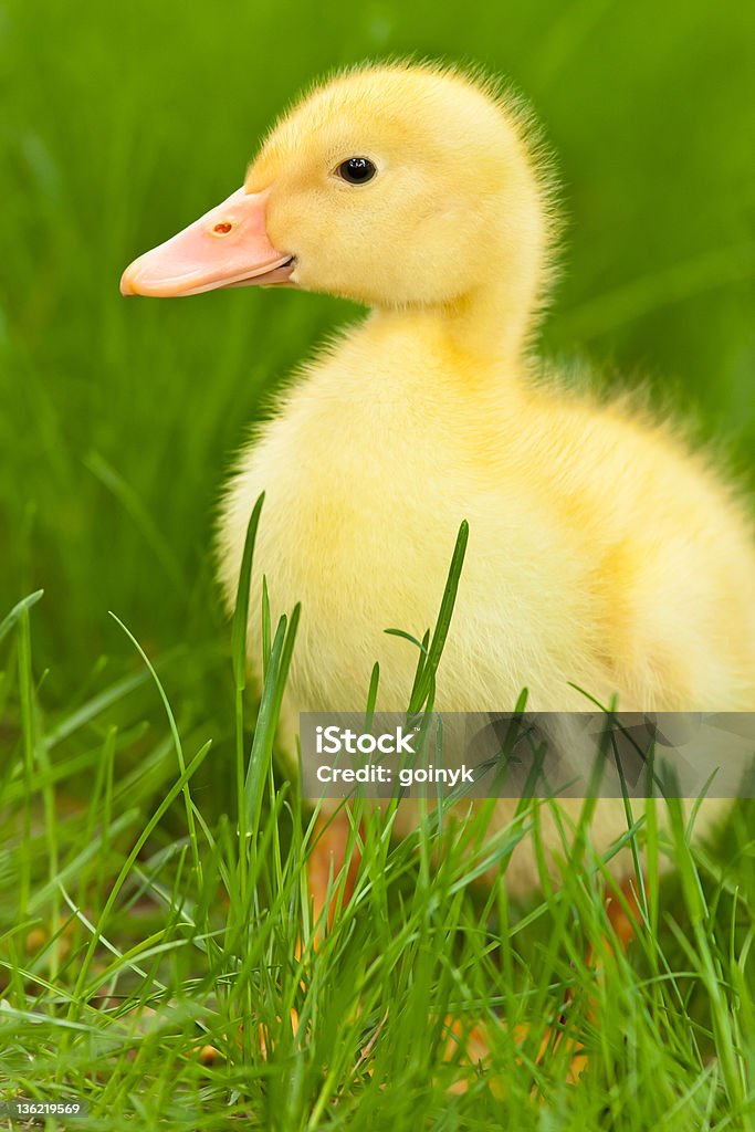 Little duckling Little yellow duckling on the green grass Agricultural Field Stock Photo