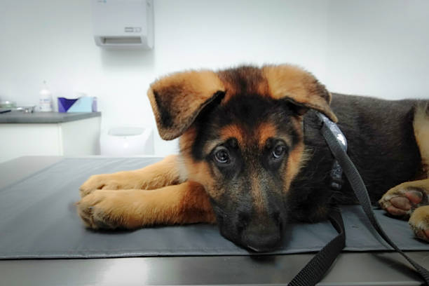 istock German Shepherd Puppy at Veterinarians 1362196107