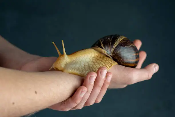 Big brown snail Achatina on hand. The African snail, which is grown at home as a pet, and also used in cometology. Animal side view on an isolated black background. Copy spase