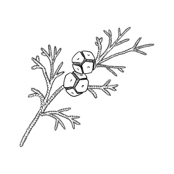 vector drawing branch of hinoki cypress vector drawing branch of hinoki cypress , Chamaecyparis obtusa, isolated at white background, hand drawn illustration cryptomeria japonica stock illustrations