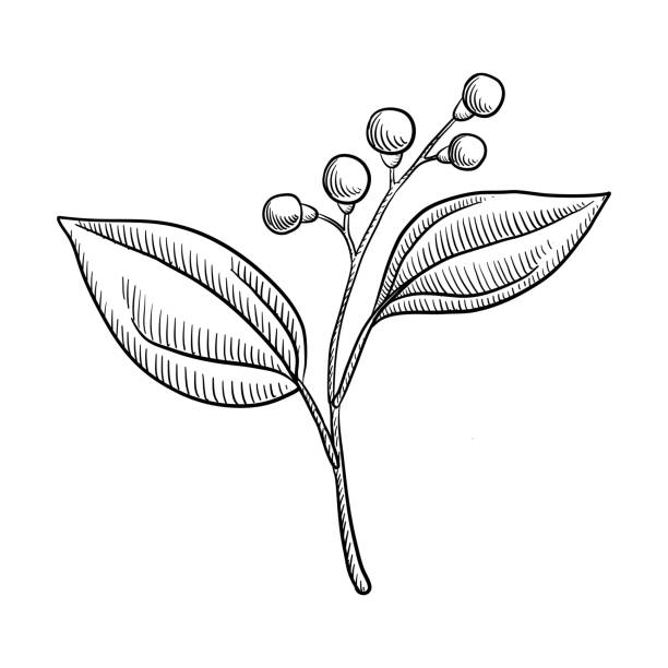 ilustraciones, imágenes clip art, dibujos animados e iconos de stock de rama de dibujo vectorial del árbol de alcanfor - alcanforero