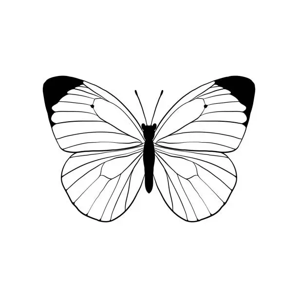 Vector illustration of vector drawing white butterfly