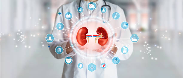 Doctor urologist holding kidneys in concept of health of the excretory or urinary system stock photo