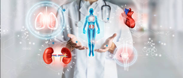 Doctor holding hologram of a human body with human organs in concept of health. Medical future technology and innovative concept. stock photo