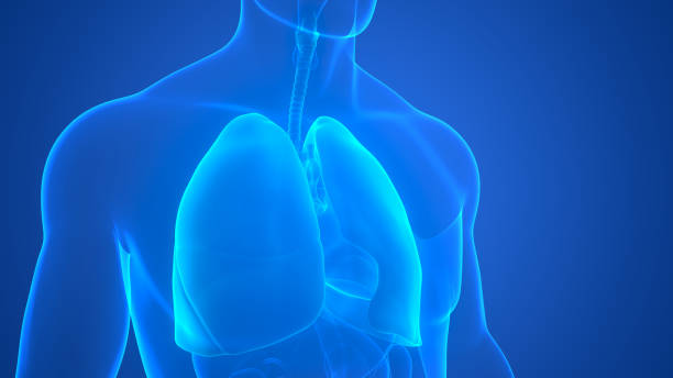 istock Human Respiratory System Lungs Anatomy 1362204282
